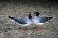 990 - courting swallow tailed gulls - BEWS Mike - england